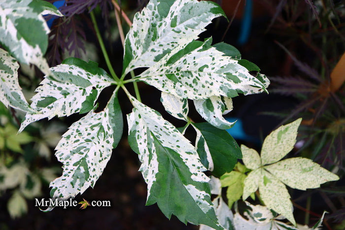 - Parthenocissus quinquefolia 'Monham' Star Showers Virginia Creeper - Mr Maple │ Buy Japanese Maple Trees