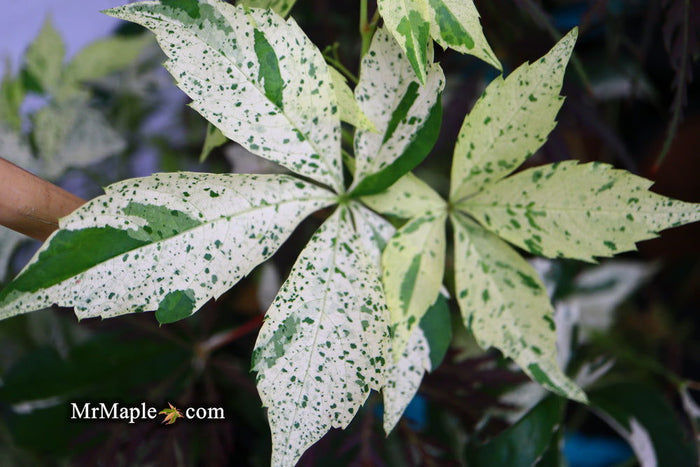 - Parthenocissus quinquefolia 'Monham' Star Showers Virginia Creeper - Mr Maple │ Buy Japanese Maple Trees