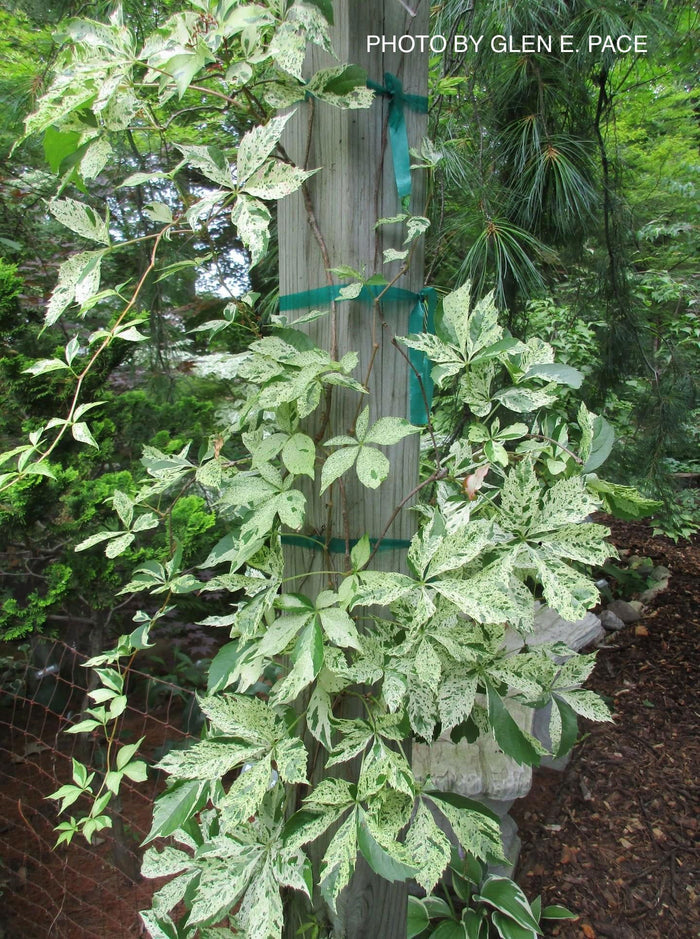 - Parthenocissus quinquefolia 'Monham' Star Showers Virginia Creeper - Mr Maple │ Buy Japanese Maple Trees