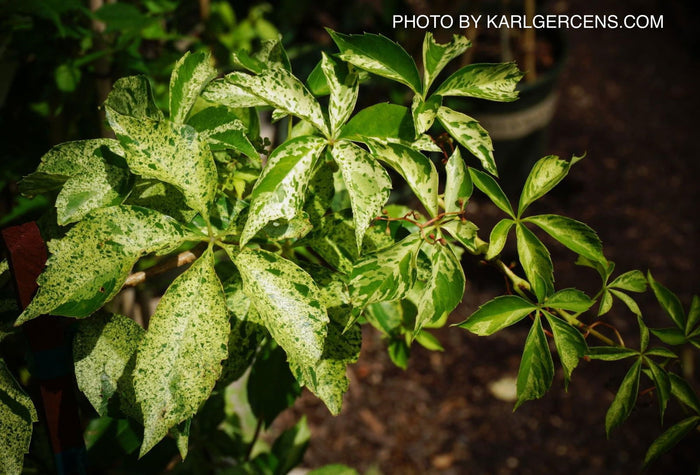 - Parthenocissus quinquefolia 'Monham' Star Showers Virginia Creeper - Mr Maple │ Buy Japanese Maple Trees
