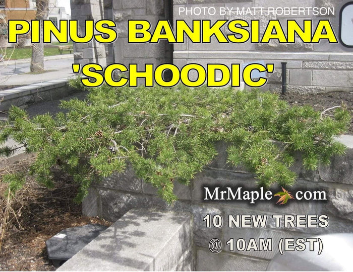 - Pinus banksiana 'Schoodic' Spreading Jack Pine - Mr Maple │ Buy Japanese Maple Trees