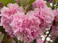 - Prunus cerasifera 'Pendula' Weeping Cherry Plum Tree - Mr Maple │ Buy Japanese Maple Trees