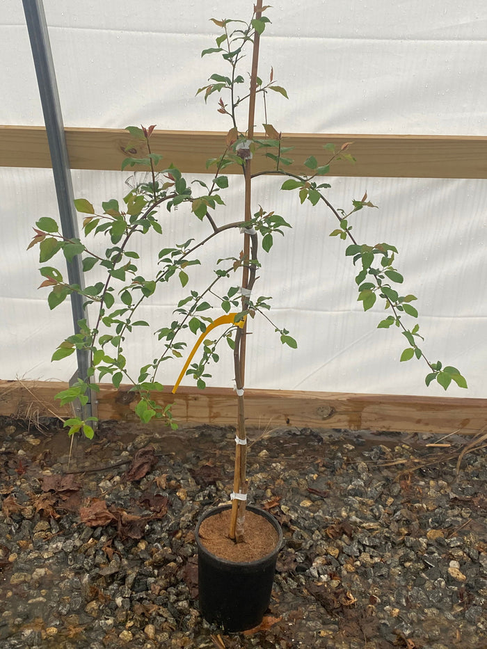 - Prunus cerasifera 'Pendula' Weeping Cherry Plum Tree - Mr Maple │ Buy Japanese Maple Trees
