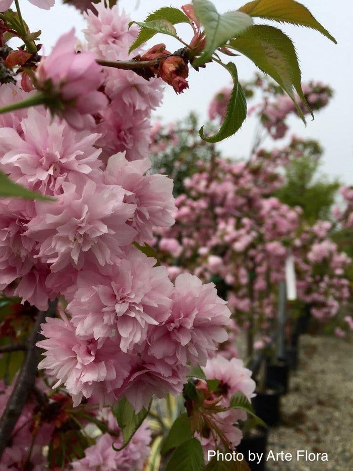 - Prunus cerasifera 'Pendula' Weeping Cherry Plum Tree - Mr Maple │ Buy Japanese Maple Trees