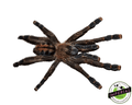 buy tarantulas online at cheap prices, tarantula for sale near me