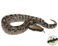 sumatran black blood short tail python for sale, buy reptiles online