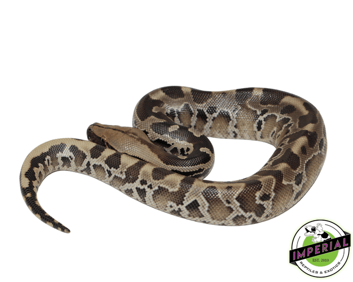 sumatran black blood short tail python for sale, buy reptiles online