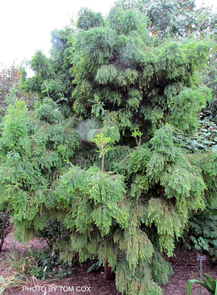 - Taxodium distichum 'Cody's Feathers' Dense Round Bald Cypress - Mr Maple │ Buy Japanese Maple Trees
