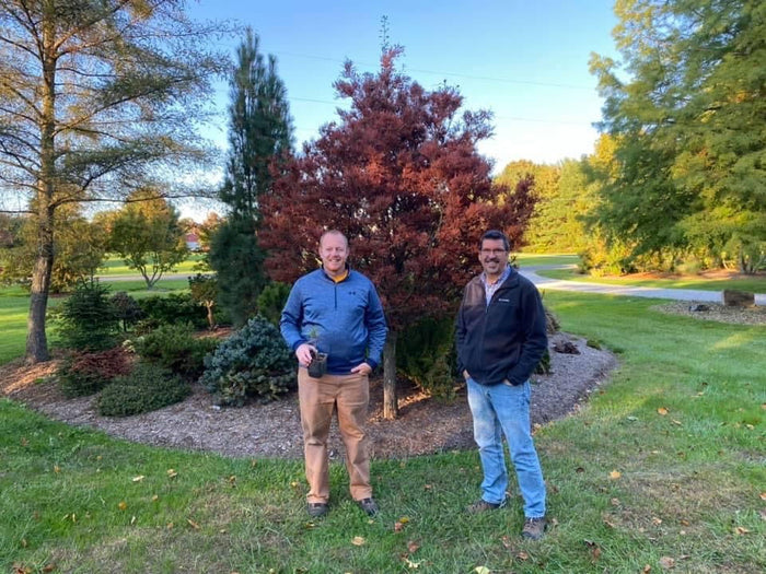 - Taxodium distichum 'Cody's Feathers' Dense Round Bald Cypress - Mr Maple │ Buy Japanese Maple Trees