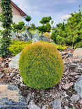 Thuja occidentalis 'Anniek' Sienna Sunset™ Golden Arborvitae - Mr Maple │ Buy Japanese Maple Trees