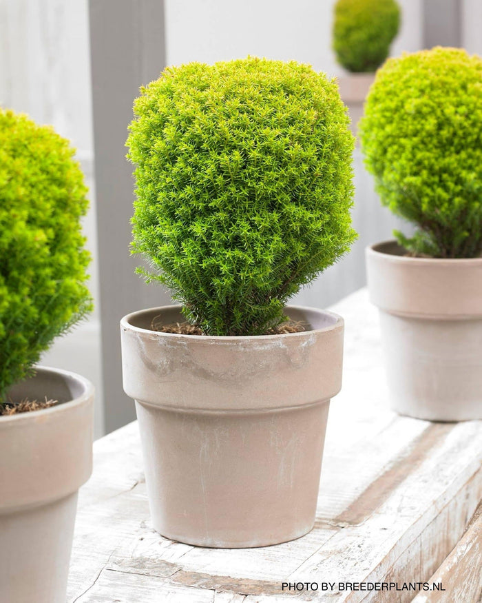 Thuja occidentalis 'Anniek' Sienna Sunset™ Golden Arborvitae - Mr Maple │ Buy Japanese Maple Trees