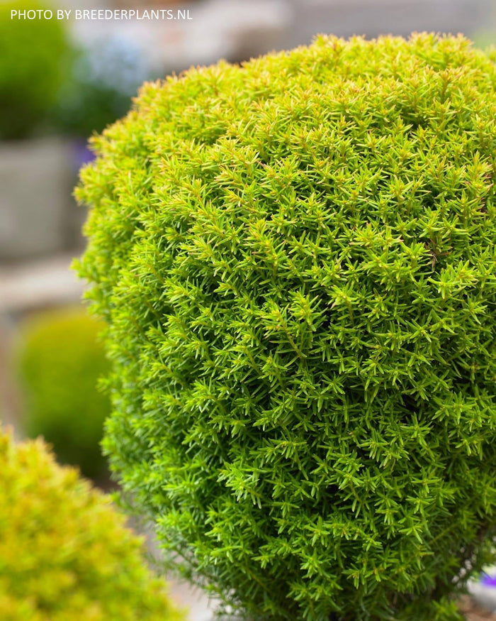 Thuja occidentalis 'Anniek' Sienna Sunset™ Golden Arborvitae - Mr Maple │ Buy Japanese Maple Trees