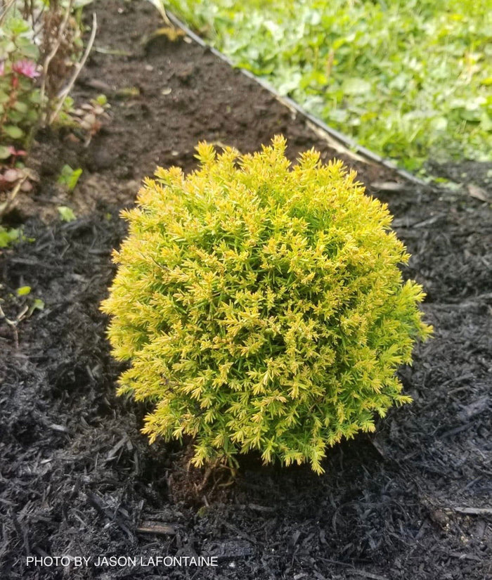 Thuja occidentalis 'Anniek' Sienna Sunset™ Golden Arborvitae - Mr Maple │ Buy Japanese Maple Trees