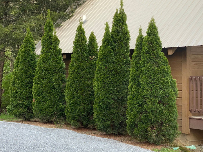 Thuja occidentalis 'Smaragd' Emerald Green Columnar Arborvitae - Mr Maple │ Buy Japanese Maple Trees