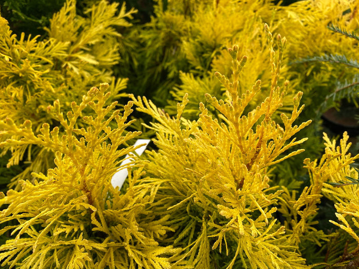 Thuja plicata '4Ever' Forever Goldy® Golden Western Red Cedar - Mr Maple │ Buy Japanese Maple Trees