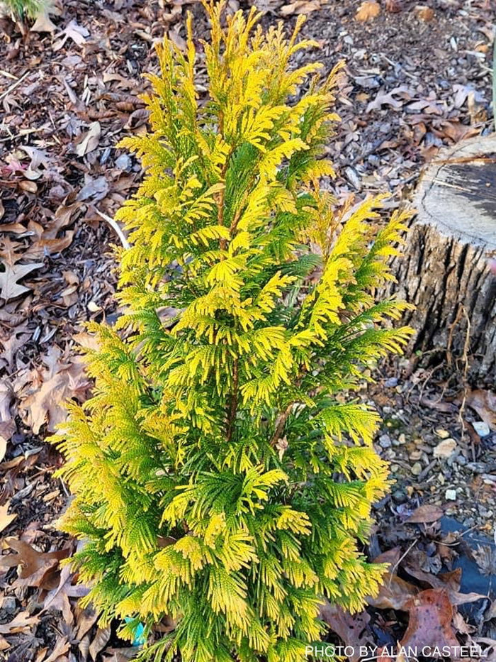 Thuja plicata '4Ever' Forever Goldy® Golden Western Red Cedar - Mr Maple │ Buy Japanese Maple Trees