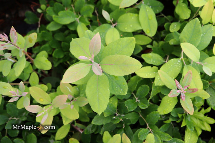 Zenobia pulverulenta 'Woodlander’s Blue' Dusty Honeycup - Mr Maple │ Buy Japanese Maple Trees